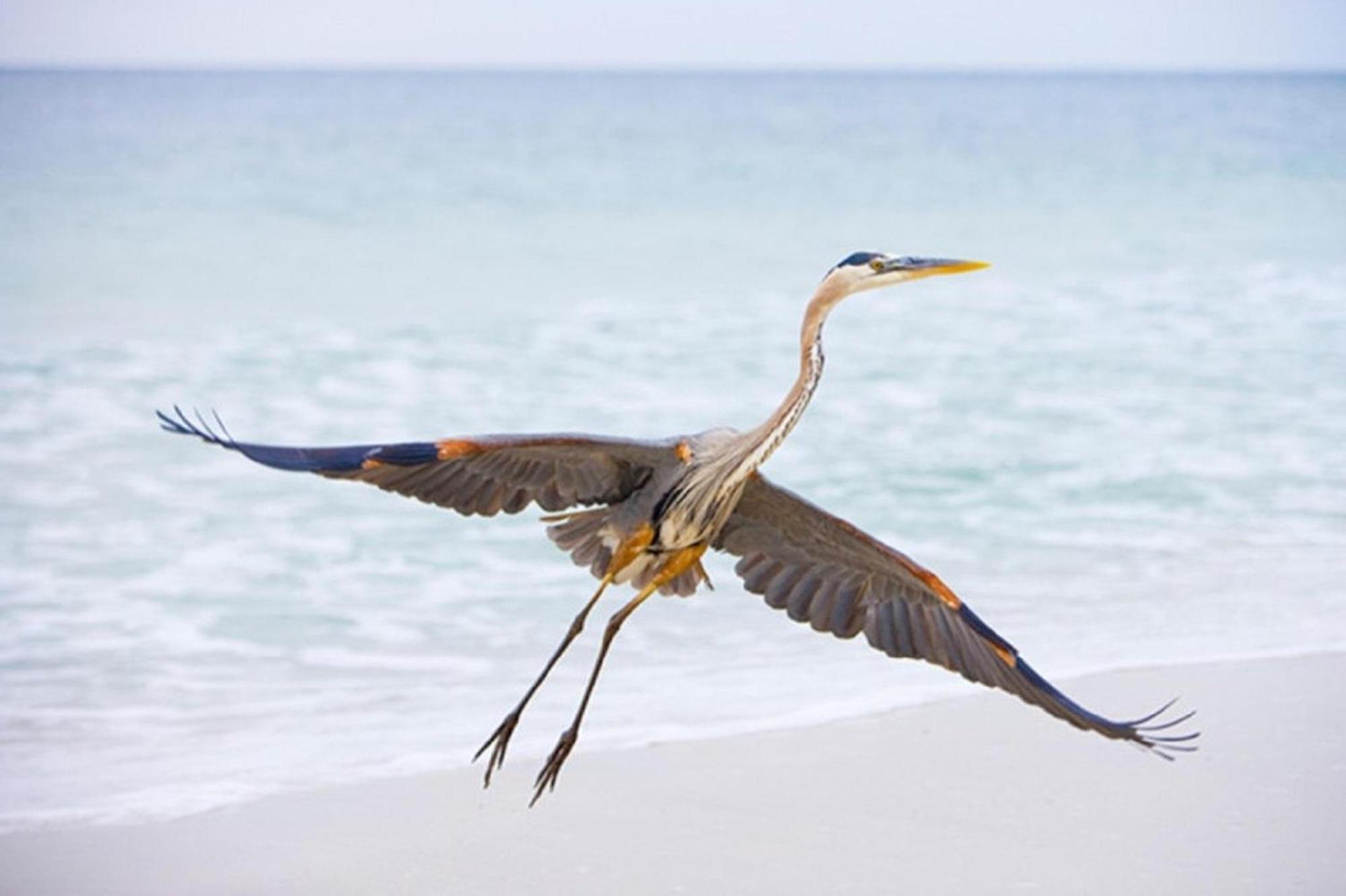 Seahorse 512 Βίλα Gulf Shores Εξωτερικό φωτογραφία