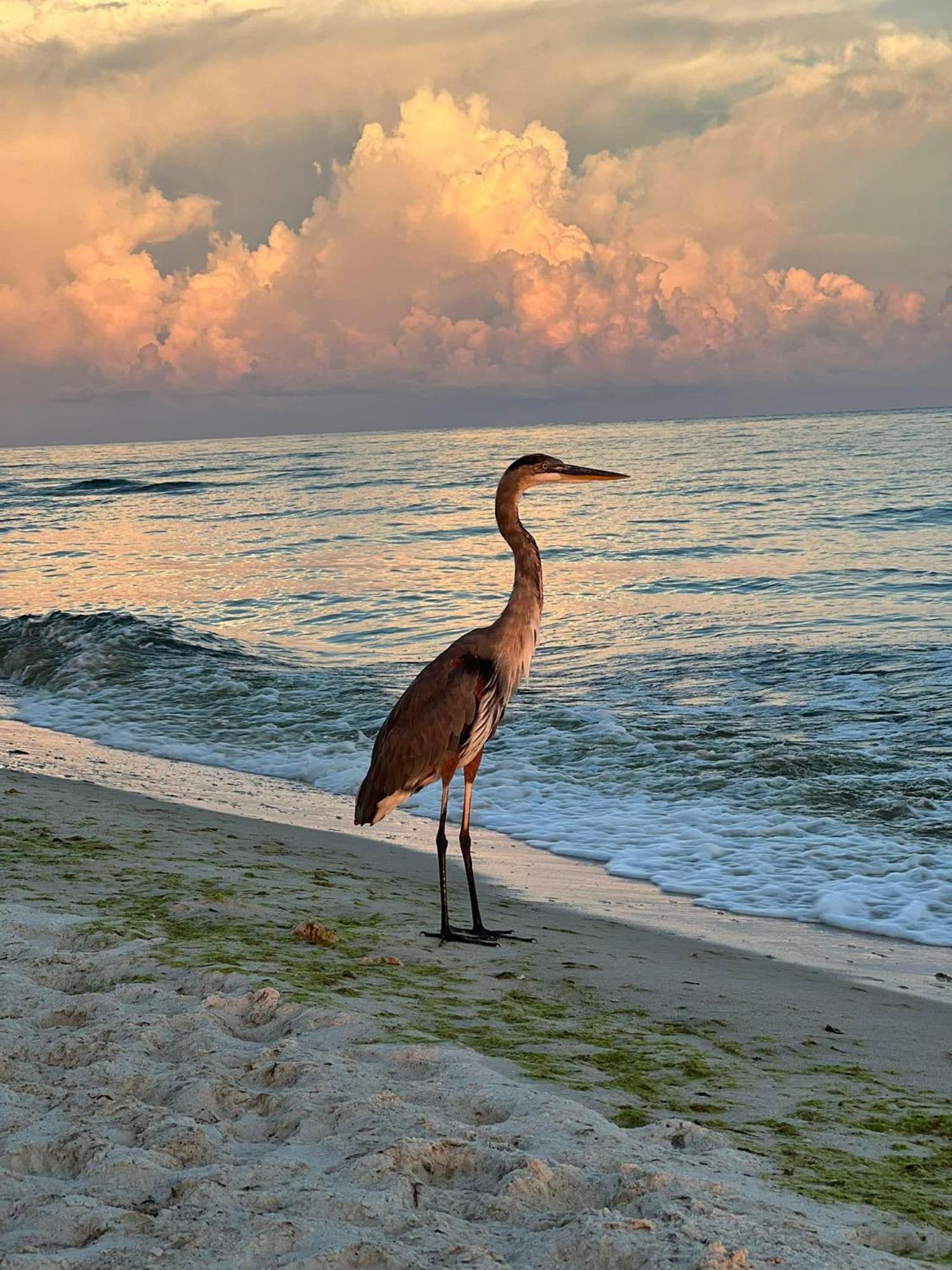 Seahorse 512 Βίλα Gulf Shores Εξωτερικό φωτογραφία